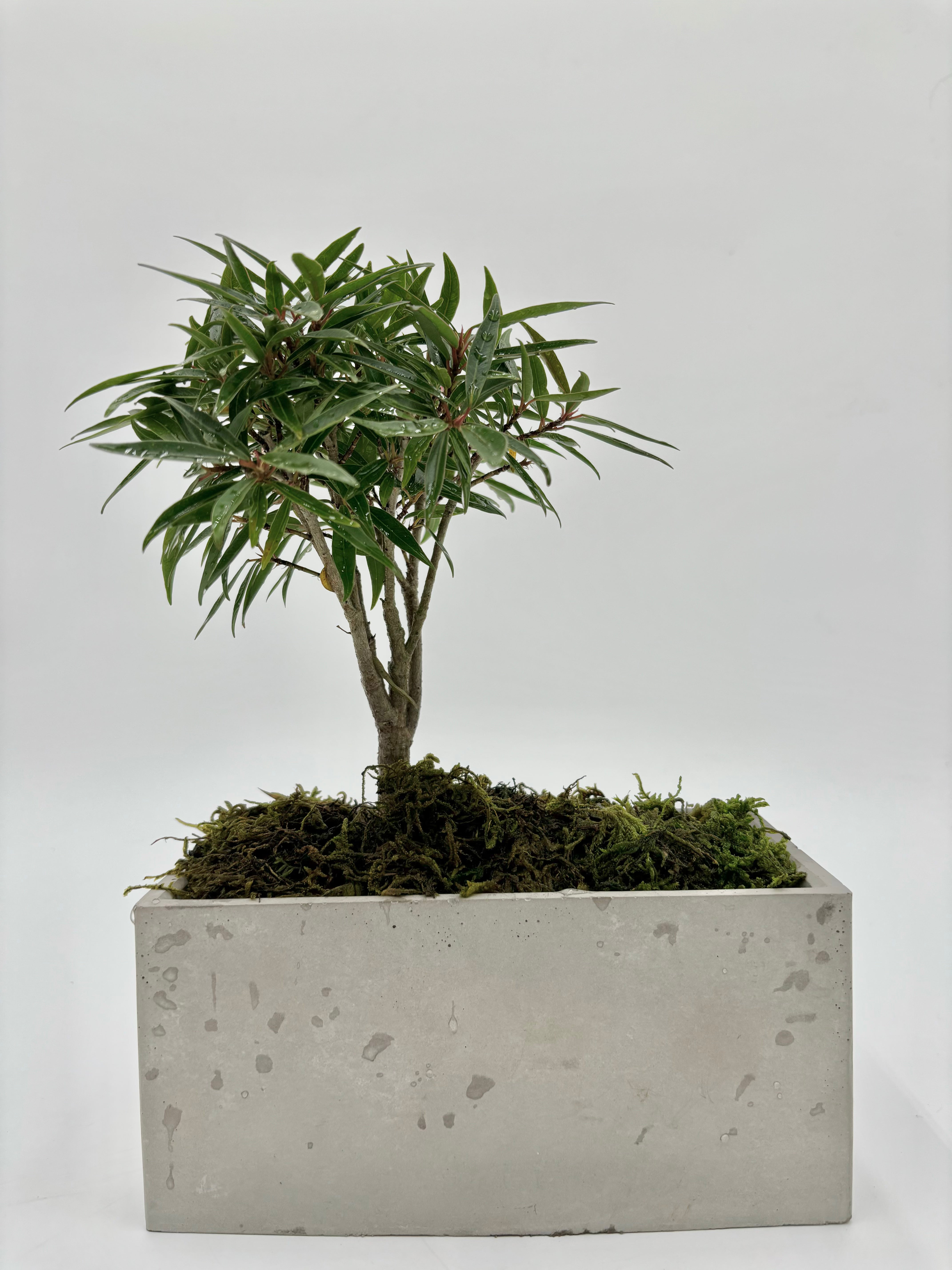 Ficus Salicaria 