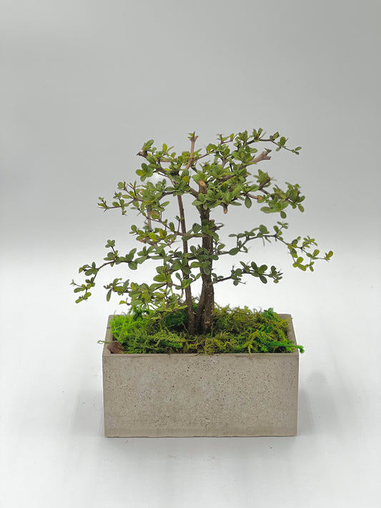 Olive Tree Forest Rectangle Pot