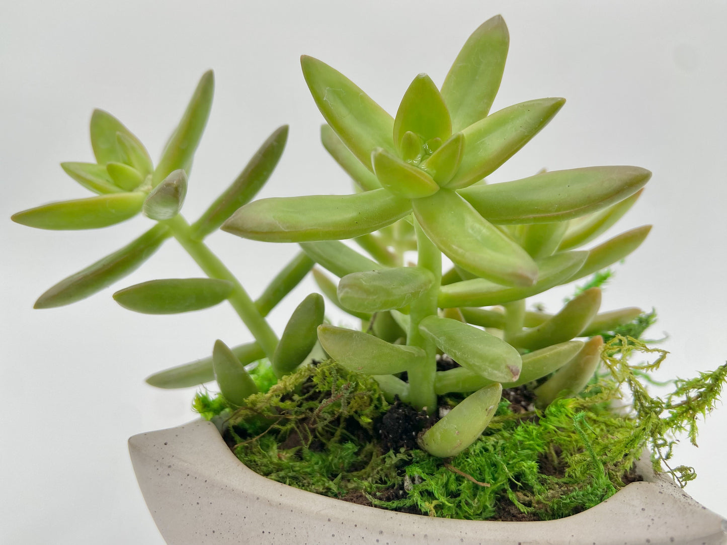 Sedum Adolphi Desk Pot