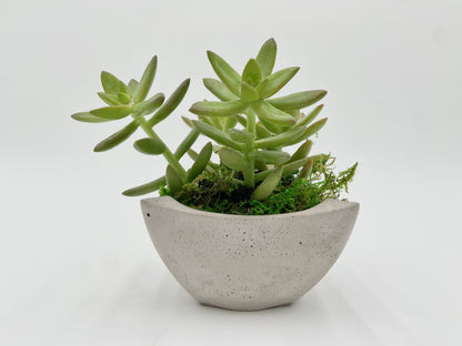 Sedum Adolphi Desk Pot