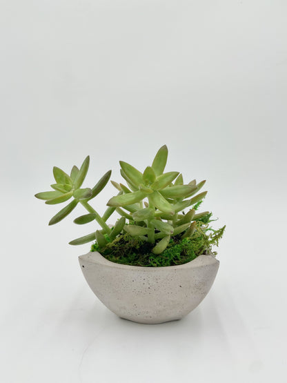 Sedum Adolphi Desk Pot