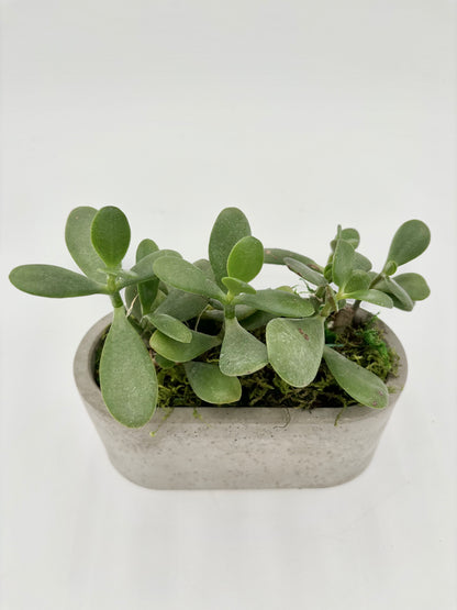 Jade Succulent Oval Pot