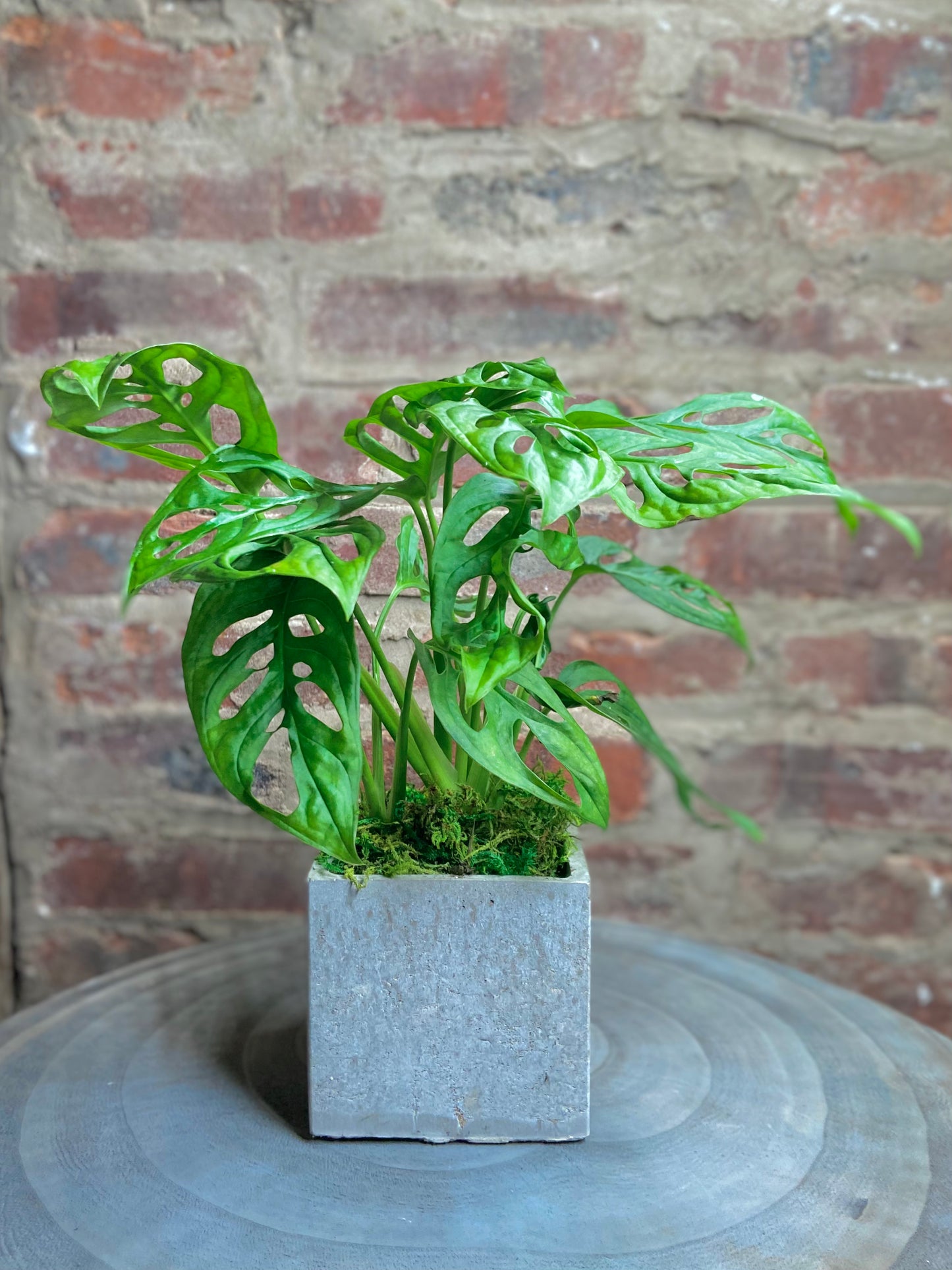 Swiss Cheese Plant Square Pot