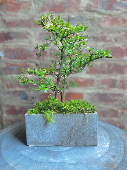 Olive Tree Forest Rectangle Pot