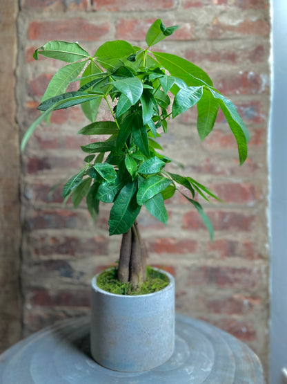 Money Tree Twist Round Pot