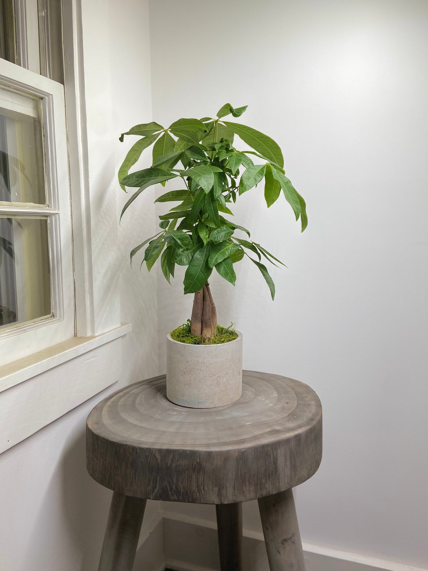 Money Tree Twist Round Pot