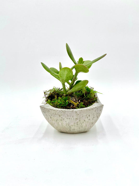 Jade Succulent Desk Pot