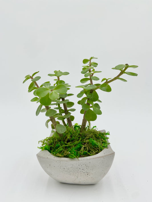 Jade Small Leaf Desk Pot