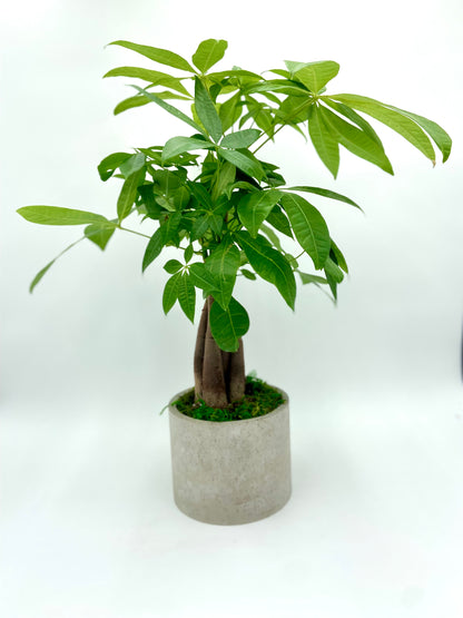 Money Tree Twist Round Pot