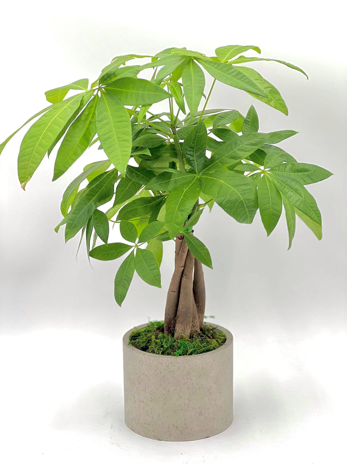 Money Tree Twist Round Pot